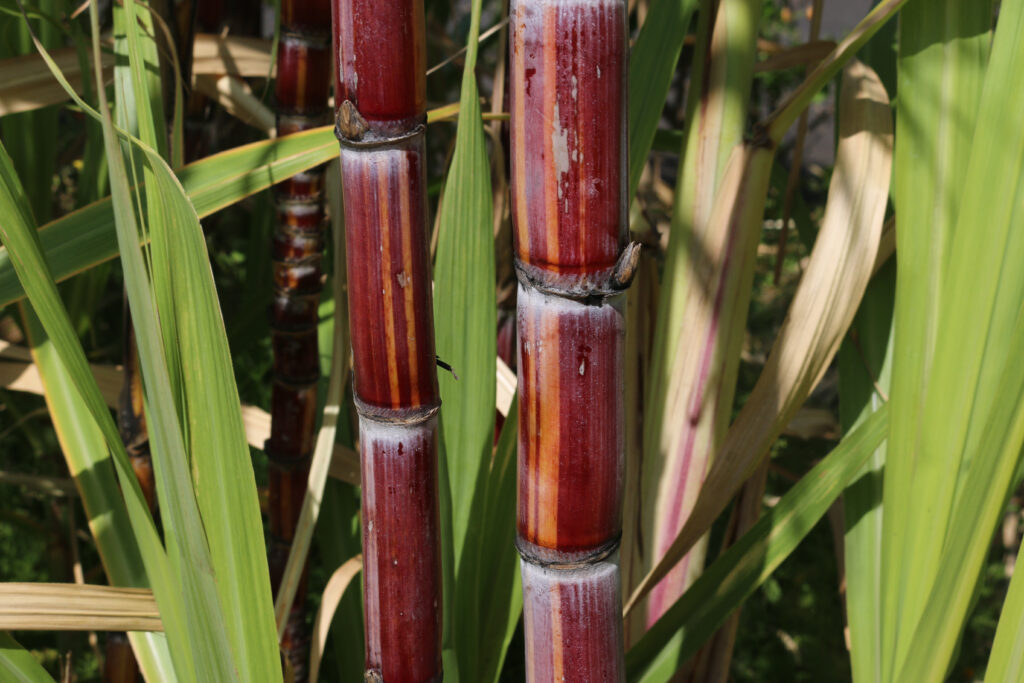 L'histoire de la canne à sucre et de l'agriculture de La Réunion est à découvrir au musée Stella Matutina